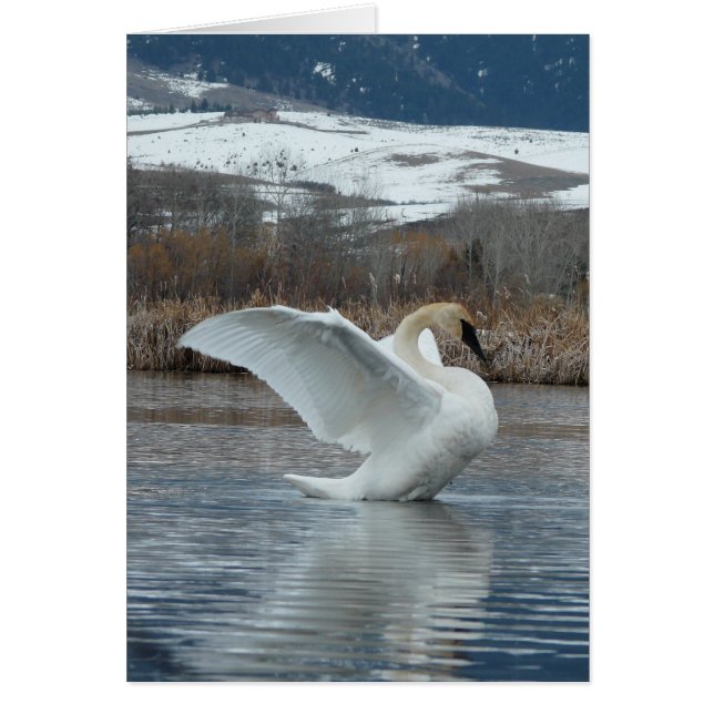 Cisne de trompetista 2 (Frente)