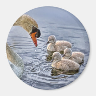 Cisne e imán de los bebés
