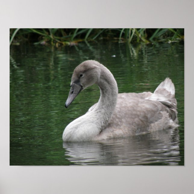 Cisne Elegante en el Agua Póster (Frente)