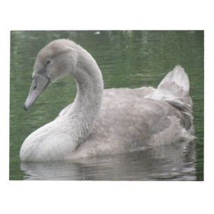 Cisne elegante en el Bloc de notas sobre el agua