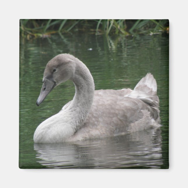 Cisne elegante en el imán del agua (Frente)