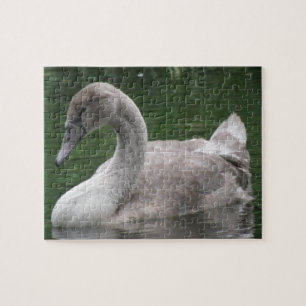 Cisne elegante en el rompecabezas del agua