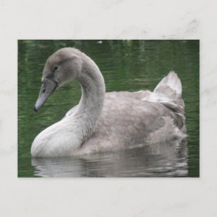 Cisne elegante en la postal del agua
