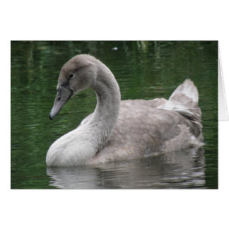 Cisne elegante en la tarjeta de agua