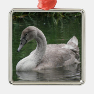 Cisne elegante en ornamento acuático