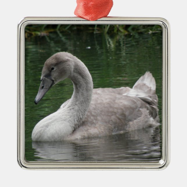 Cisne elegante en ornamento acuático (Frente)