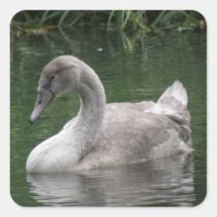 Cisne elegante sobre Pegatinas del agua