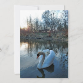 Cisne en el lago durante la puesta de sol