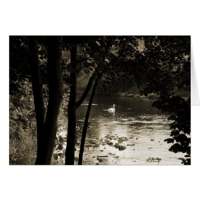 Cisne en el río (Anverso (Horizontal))