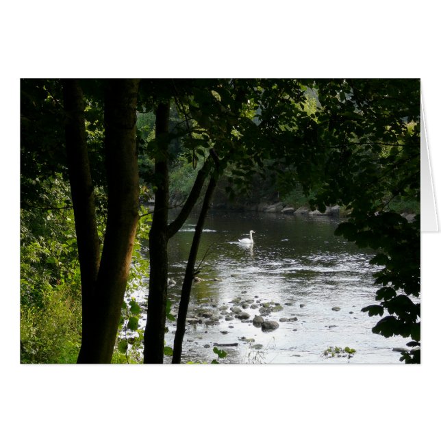 Cisne en el río II (Anverso (Horizontal))