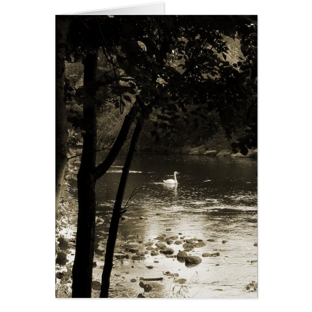 Cisne en el río - Vertical. (Frente)