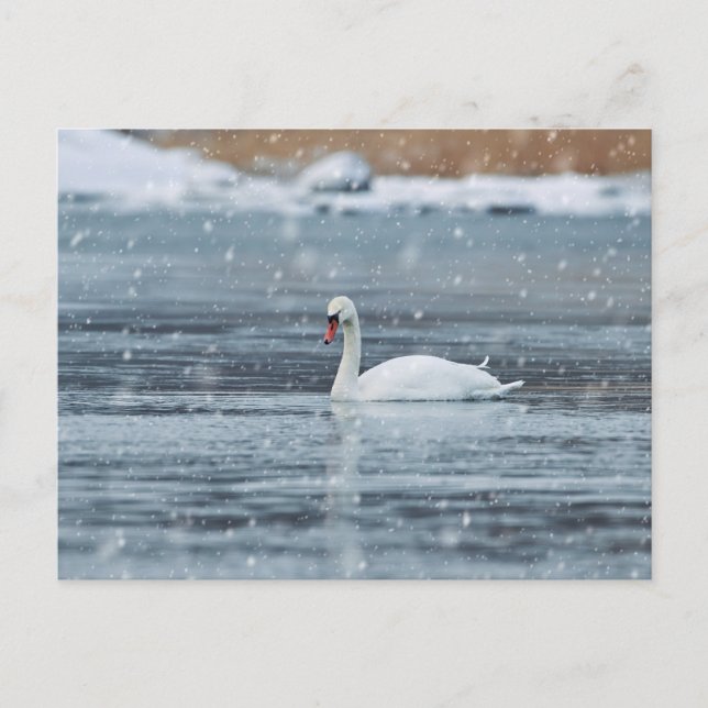 Cisne en la postal de condiciones de invierno neva (Anverso)