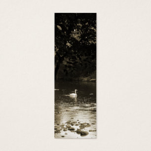 Cisne en la señal del río