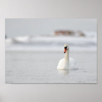 Cisne en un paisaje marino congelado póster