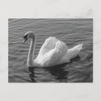 Cisne. Lago Roath Park, Cardiff, postal Wales B&W
