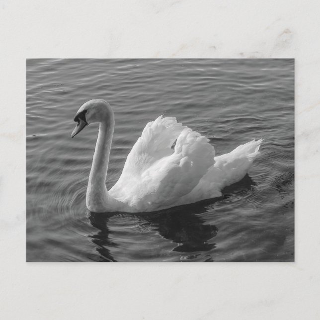 Cisne. Lago Roath Park, Cardiff, postal Wales B&W (Anverso)