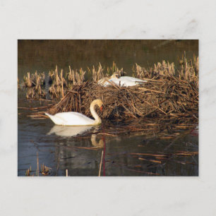 Cisne macho mirando su postal