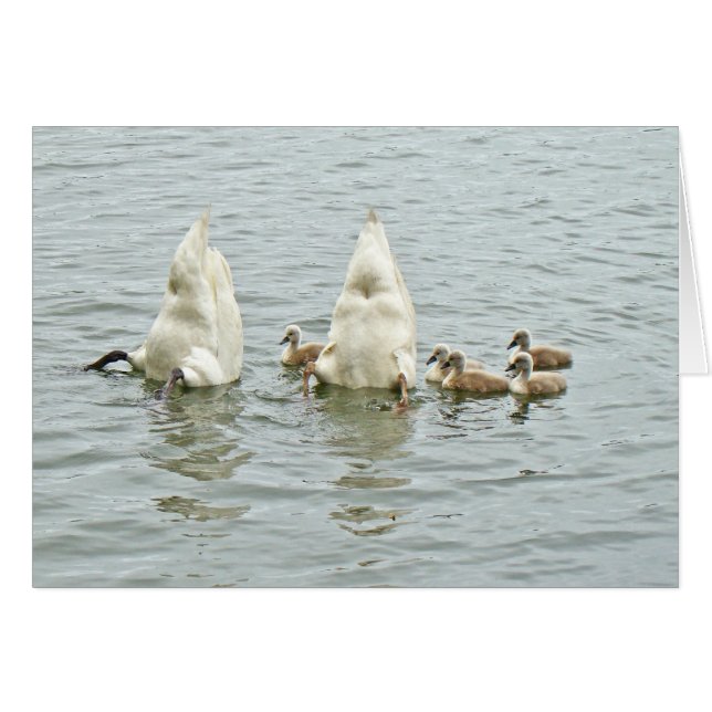 Cisne mudo Famly (Anverso (Horizontal))