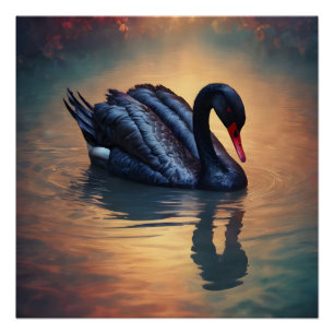 Cisne negra no 4 Poster brillante