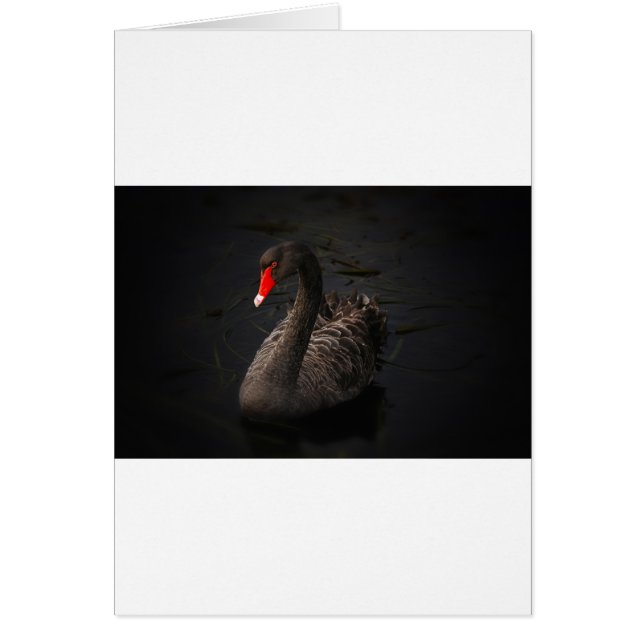 Cisne negro (Frente)