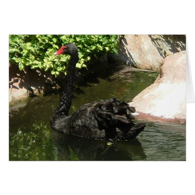 Cisne negro (Anverso (Horizontal))