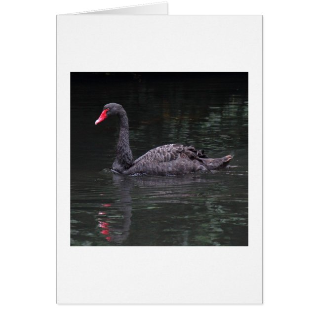 Cisne negro (Frente)