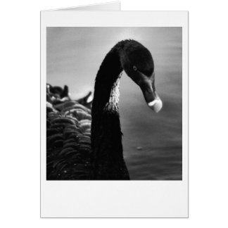 Cisne negro
