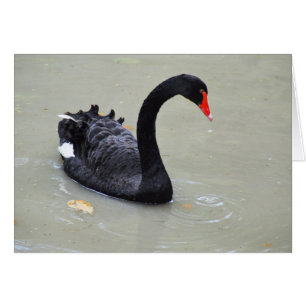 Cisne negro