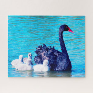 Cisne negro con sus bebés, Jigsaw Puzzle