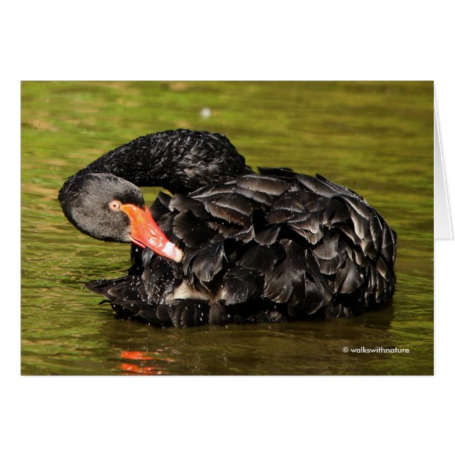 Cisne negro en el estanque (Anverso (Horizontal))