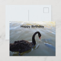 Cisne Negro Y Pez Grande, Tarjeta de Cumpleaños