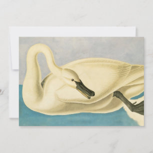Cisne trompetero por John James Audubon, ave vinta