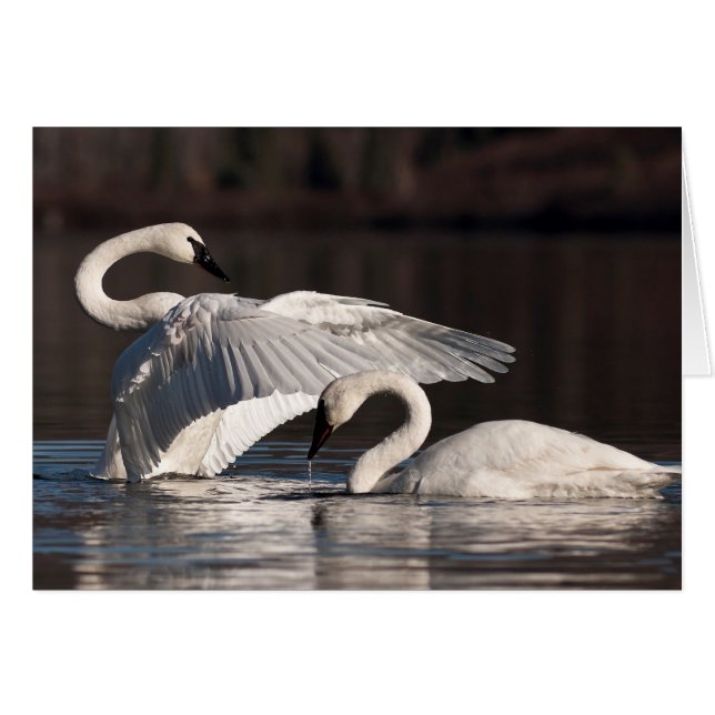 Cisnes amorosos (Anverso (Horizontal))