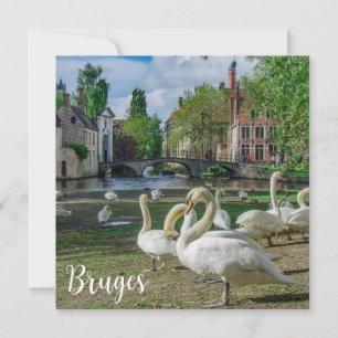 Cisnes blancos en Brujas