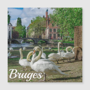 Cisnes blancos en el centro de Brujas, Magnet
