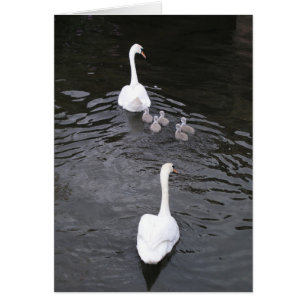 Cisnes con los pollos del cisne