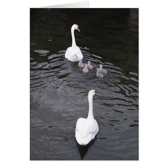 Cisnes con los pollos del cisne (Frente)