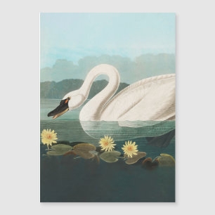 cisnes de agua blanca de cisne audubon