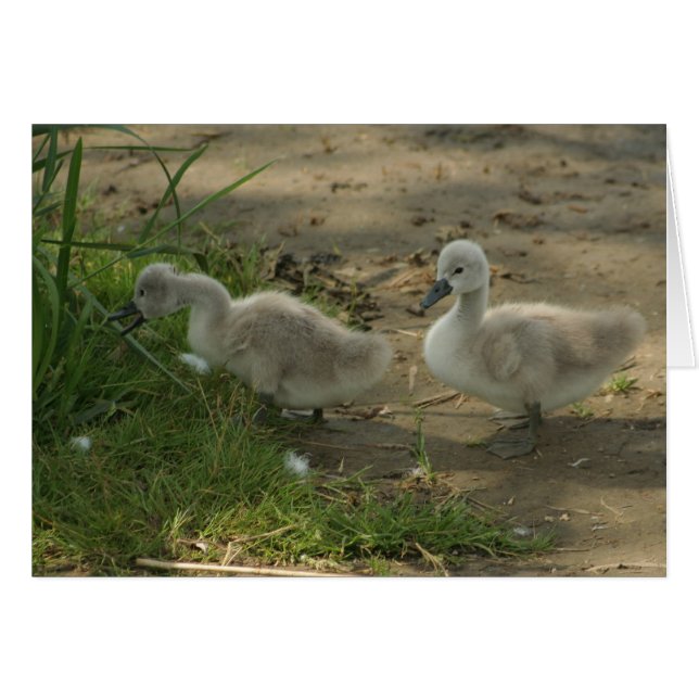 cisnes de bebé (Anverso (Horizontal))