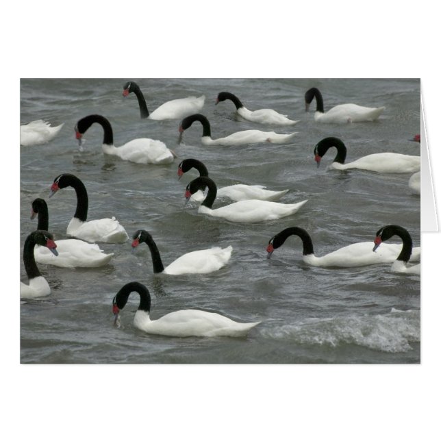 Cisnes de cuello negro (Cygnus melancoryphus) (Anverso (Horizontal))