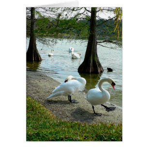 Cisnes de Lakeland