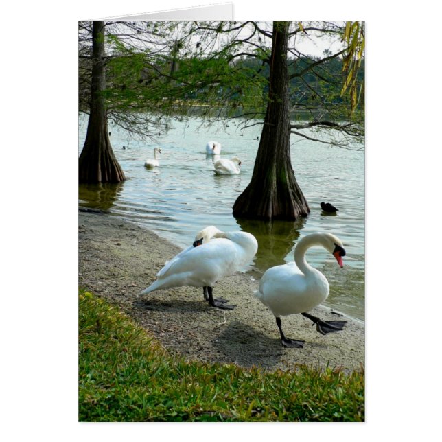 Cisnes de Lakeland (Frente)