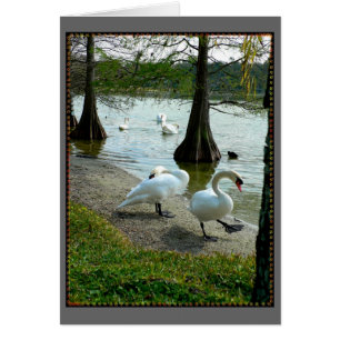 Cisnes de Lakeland
