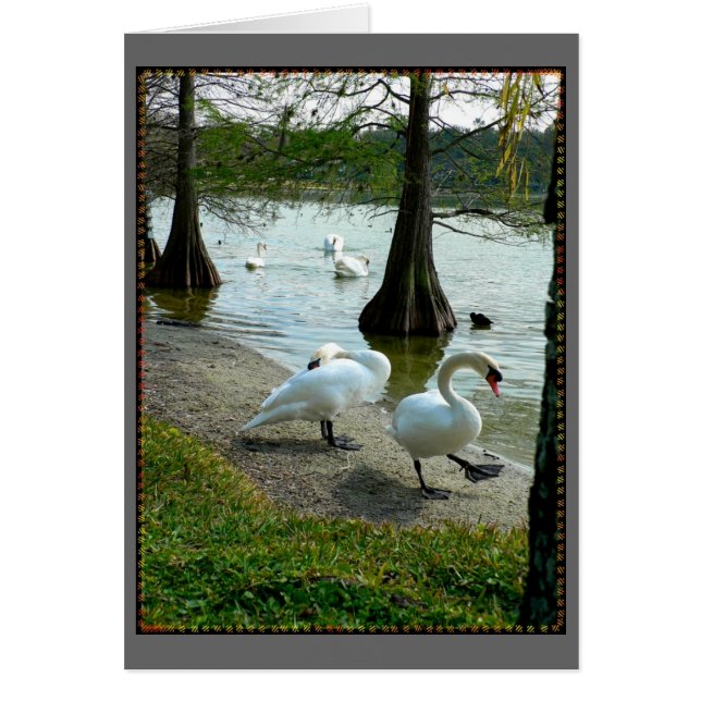 Cisnes de Lakeland (Frente)