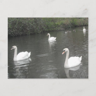 Cisnes de postales Natación