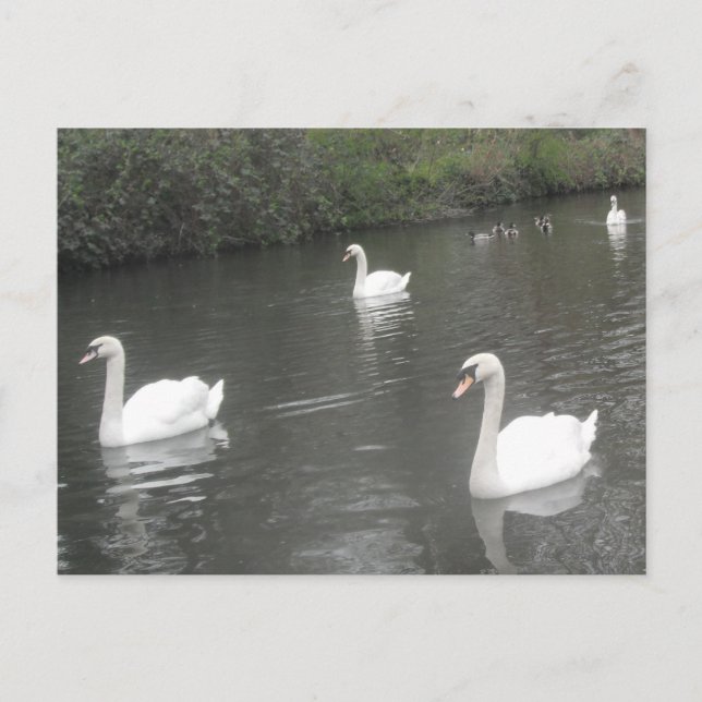 Cisnes de postales Natación (Anverso)