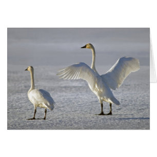 Cisnes de Tundra (Cygnus columbianus)
