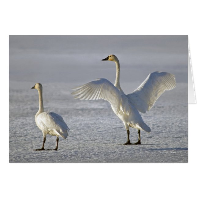 Cisnes de Tundra (Cygnus columbianus) (Anverso (Horizontal))