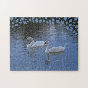 Cisnes en el rompecabezas del Lago Azul