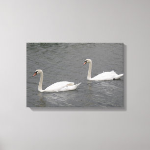 Cisnes en la impresión de lienzo del río